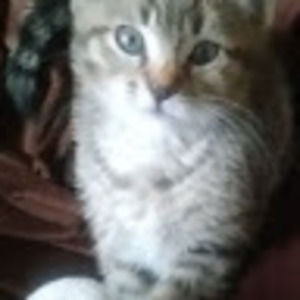 Meet your Posher, Patsy